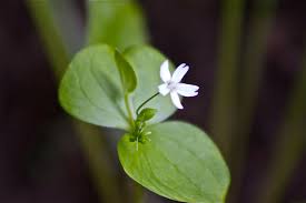 Attēlu rezultāti vaicājumam “Claytonia sibirica flower”