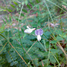 Attēlu rezultāti vaicājumam “Vicia sylvatica leaf”