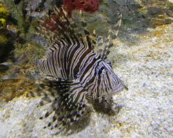 Image result for Pterois miles