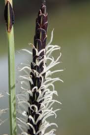 Attēlu rezultāti vaicājumam “Carex elata flower”