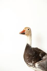 Image result for Anser caerulescens