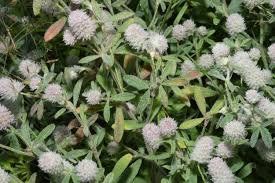 Attēlu rezultāti vaicājumam “Trifolium arvense flower”