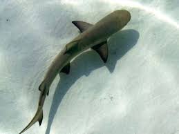 Image result for Negaprion brevirostris