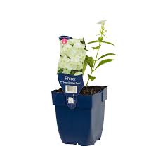 Image result for Phlox paniculata `Sweet Summer`