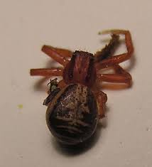 Attēlu rezultāti vaicājumam “Xysticus bifasciatus”