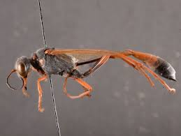 Attēlu rezultāti vaicājumam “Ammophila sp.”