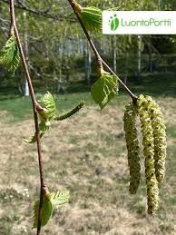 Attēlu rezultāti vaicājumam “Betula pendula flower”