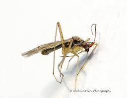 Attēlu rezultāti vaicājumam “Dicyphus nymph”