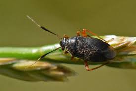 Attēlu rezultāti vaicājumam “Capsus ater”
