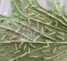 Attēlu rezultāti vaicājumam “Spilosoma lutea larva”