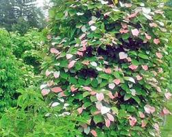 Attēlu rezultāti vaicājumam “Actinidia kolomikta”