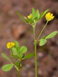 Attēlu rezultāti vaicājumam “Trifolium dubium fruit”