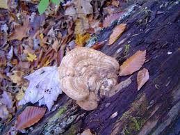 Attēlu rezultāti vaicājumam “Ganoderma applanatum”