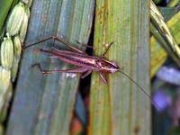 Image result for Mylopharodon conocephalus