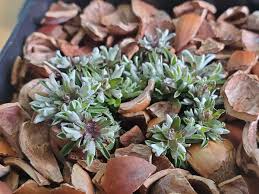 Attēlu rezultāti vaicājumam “Antennaria dioica leaf”