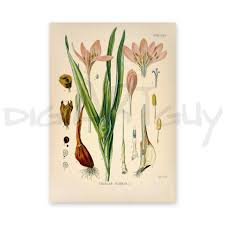 Attēlu rezultāti vaicājumam “Colchicum autumnale”