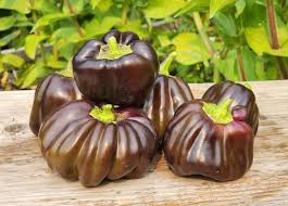Afbeeldingsresultaat voor purple beauty sweet pepper