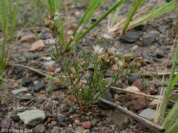 Attēlu rezultāti vaicājumam “Spergularia rubra flower”
