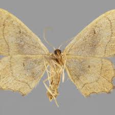 Attēlu rezultāti vaicājumam “Idaea emarginata”