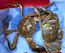 Image result for Eriocheir sinensis