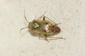 Attēlu rezultāti vaicājumam “Lygus pratensis nymph”