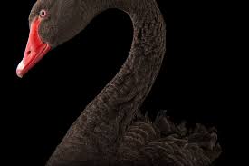 Attēlu rezultāti vaicājumam “Cygnus atratus”