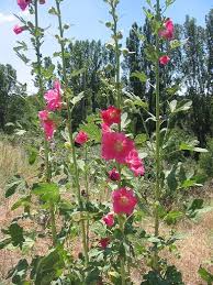 Image result for Alcea rosea