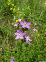 Attēlu rezultāti vaicājumam “Trioza dispar nymph”