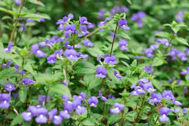 Image result for Browallia speciosa