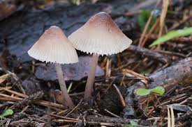 Attēlu rezultāti vaicājumam “Mycena zephirus”