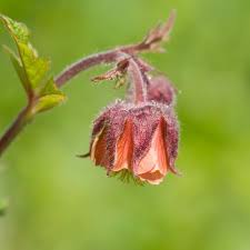 Attēlu rezultāti vaicājumam “Geum rivale bud”
