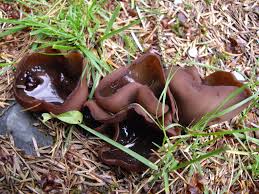 Attēlu rezultāti vaicājumam “Peziza flavida”