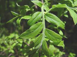 Attēlu rezultāti vaicājumam “Salix myrtilloides leaf”