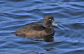 Attēlu rezultāti vaicājumam “Aythya fuligula female”