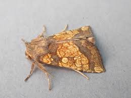 Attēlu rezultāti vaicājumam “Gortyna flavago”