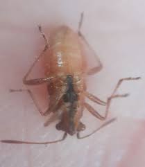 Attēlu rezultāti vaicājumam “Rhopalus maculatus”