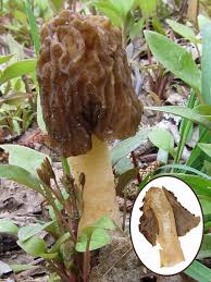 Attēlu rezultāti vaicājumam “Verpa bohemica”