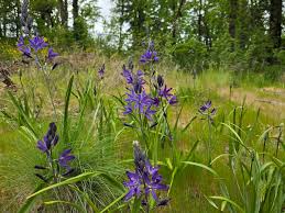 Attēlu rezultāti vaicājumam “Circaea alpina flower”