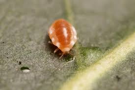 Attēlu rezultāti vaicājumam “Coniopterygidae”