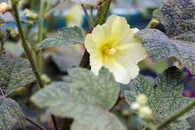 Image result for Stockrose