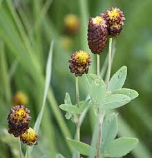 Attēlu rezultāti vaicājumam “Trifolium spadiceum flower”