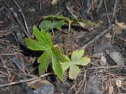Attēlu rezultāti vaicājumam “Anemone sylvestris leaf”
