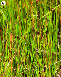 Attēlu rezultāti vaicājumam “Eleocharis quinqueflora”
