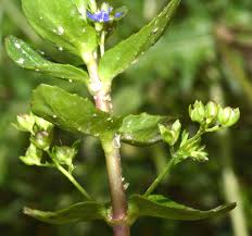 Attēlu rezultāti vaicājumam “Veronica beccabunga bud”