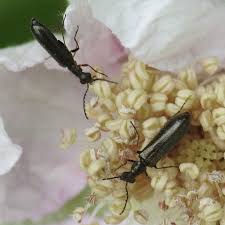 Attēlu rezultāti vaicājumam “Dasytes sp.”