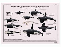 Image result for Orcinus orca