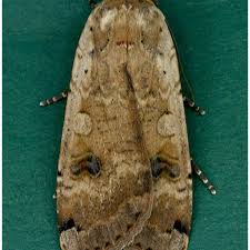 Attēlu rezultāti vaicājumam “Noctua pronuba”