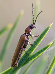 Attēlu rezultāti vaicājumam “Denticollis linearis”