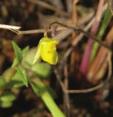 Attēlu rezultāti vaicājumam “Utricularia x neglecta flower”