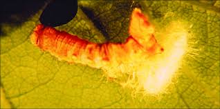 Attēlu rezultāti vaicājumam “Orthosia miniosa larva”